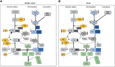 Effect of Moderate Aerobic Exercise on Complement Activation Pathways in Polycystic Ovary Syndrome Women